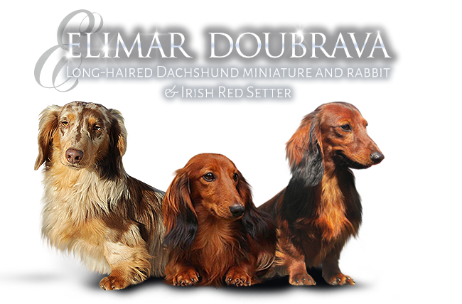 Dachshunds Rabbit and Miniature longhaired and Irish Red Setters - kennel Elimar Doubrava